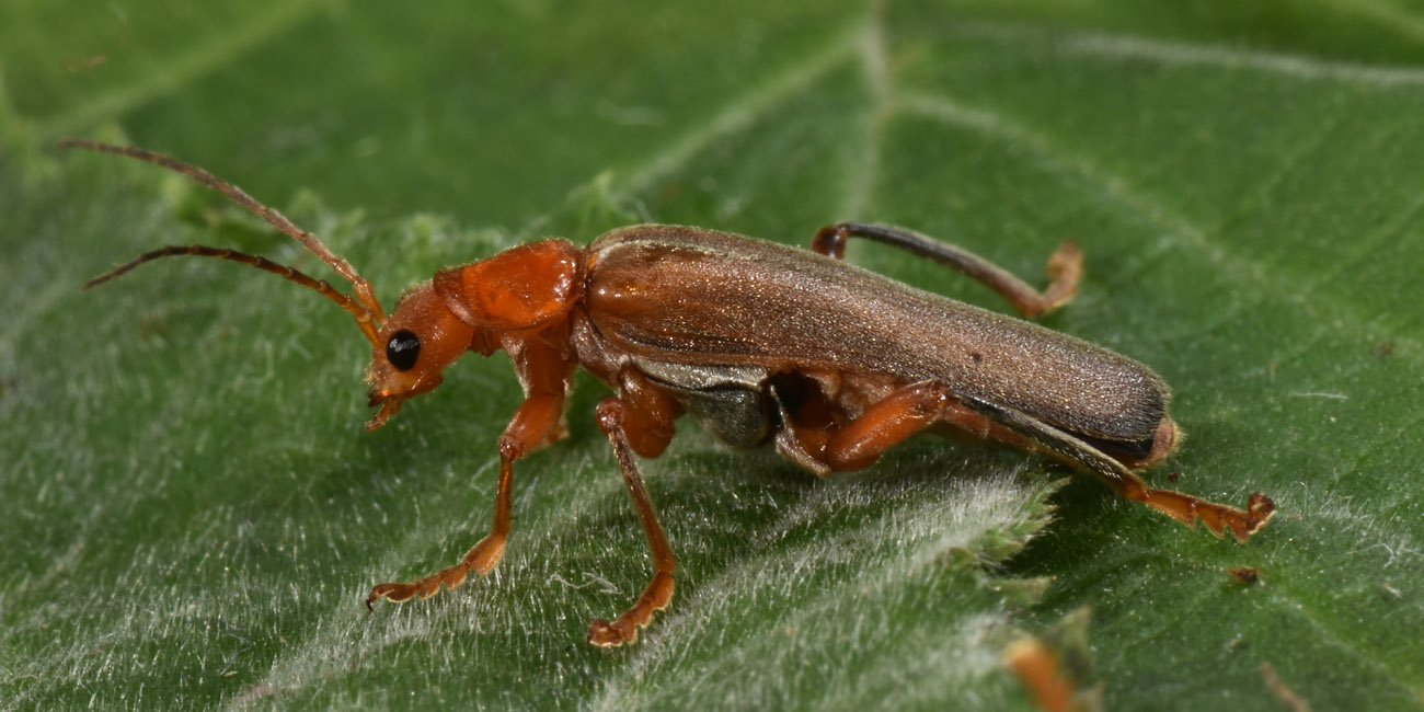 Cantharidae: Cantharis sp.?...Cantharis gr. pallida